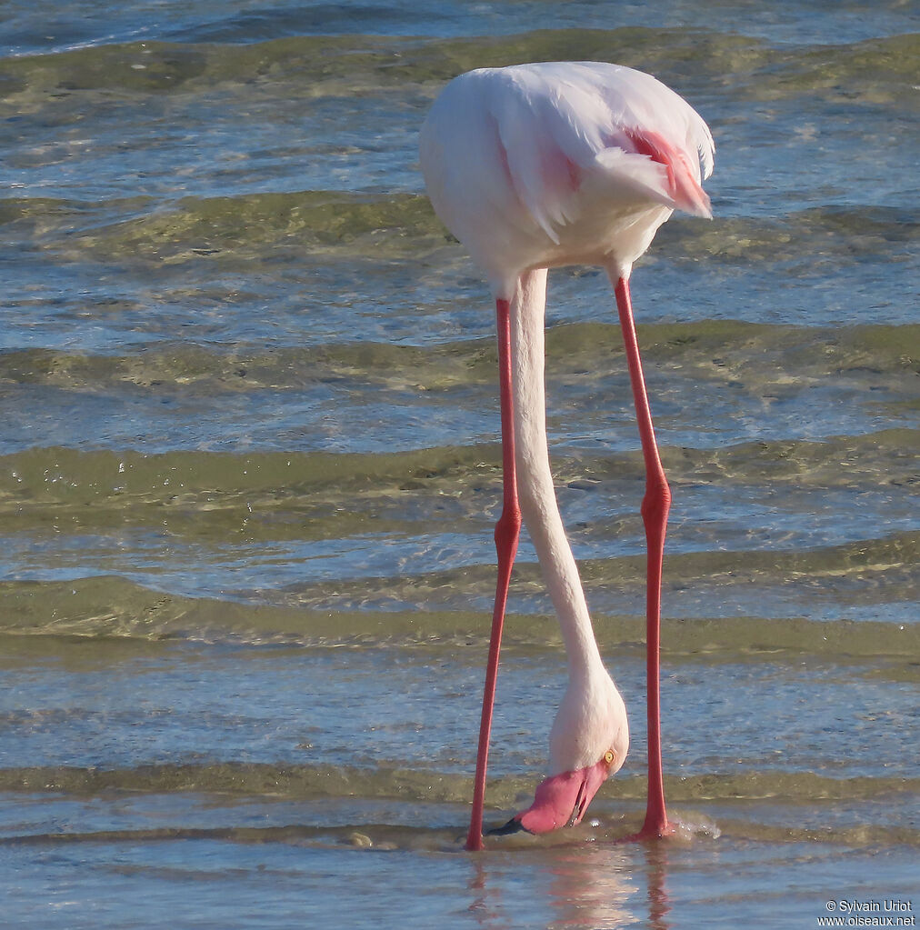 Flamant roseadulte