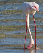 Greater Flamingo