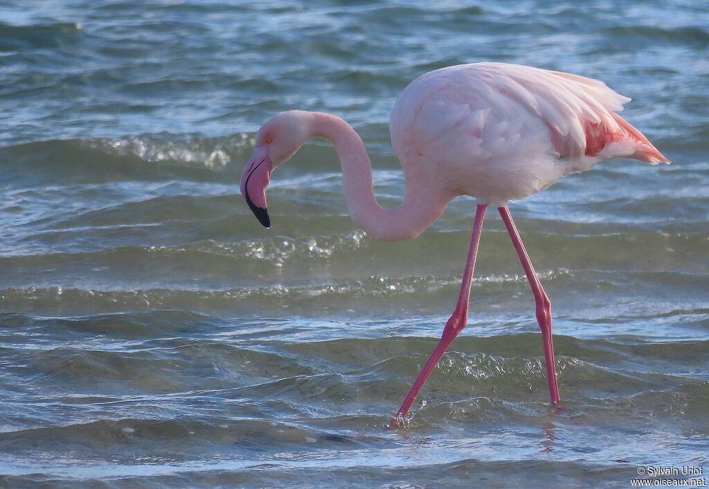 Greater Flamingoadult