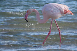 Greater Flamingo