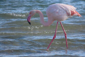 Flamant rose