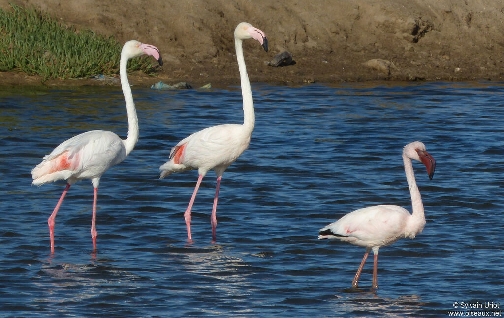 Greater Flamingo