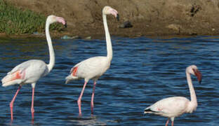 Flamant rose