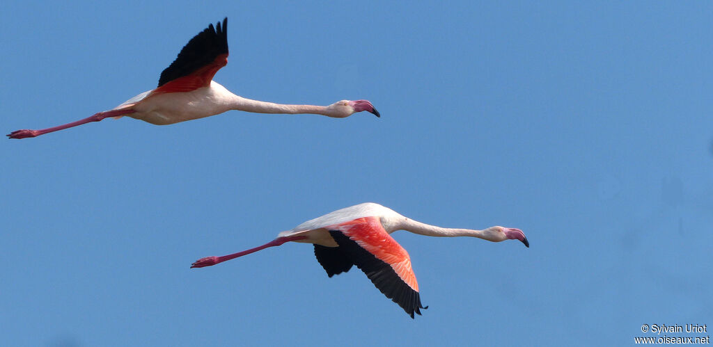 Flamant rose