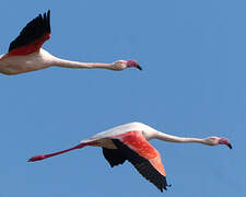 Greater Flamingo