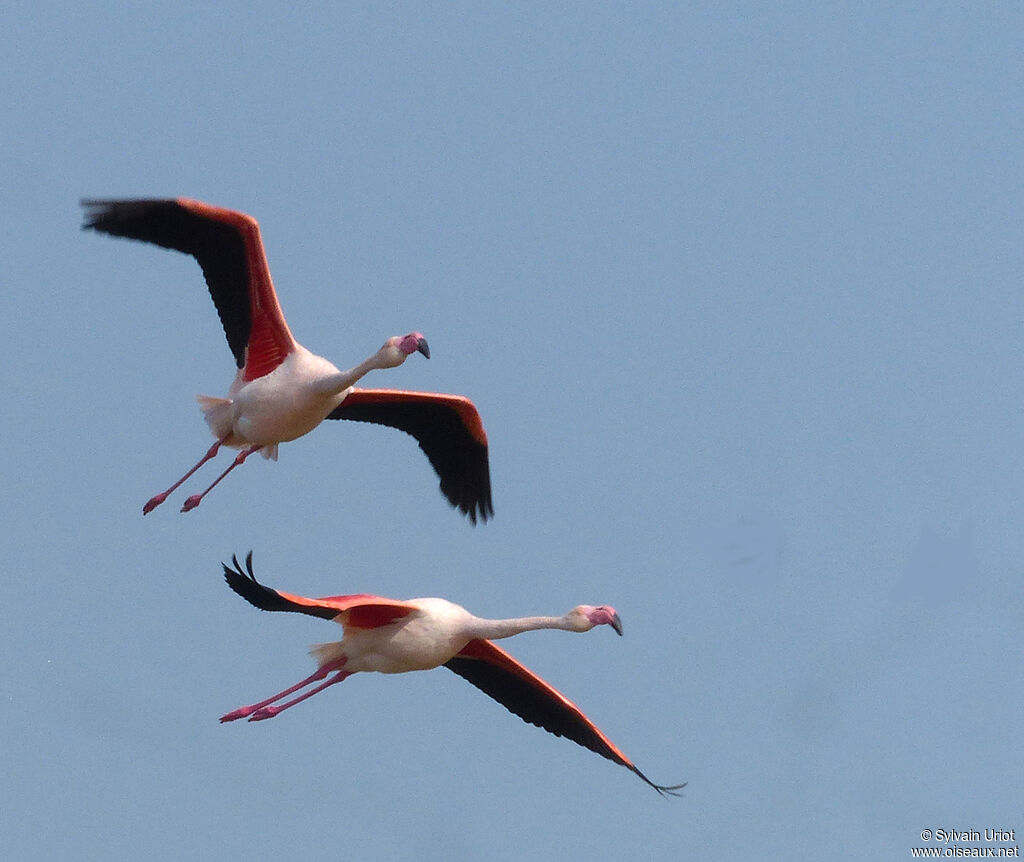 Flamant roseadulte