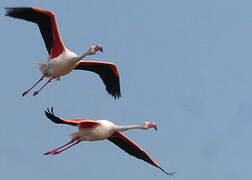 Greater Flamingo