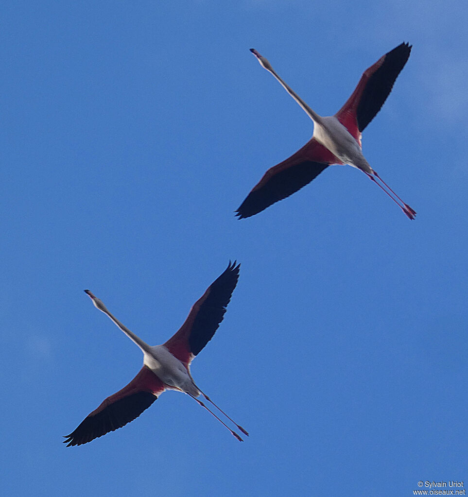 Greater Flamingoadult