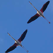 Flamant rose