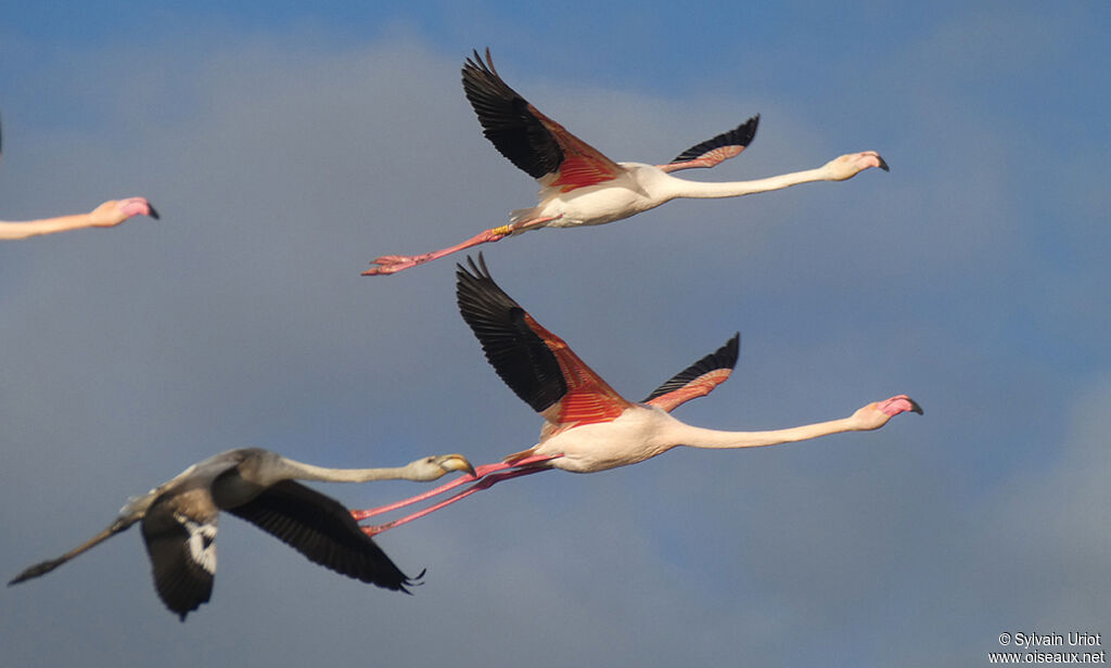 Flamant rose