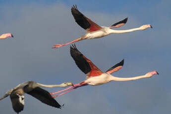 Flamant rose