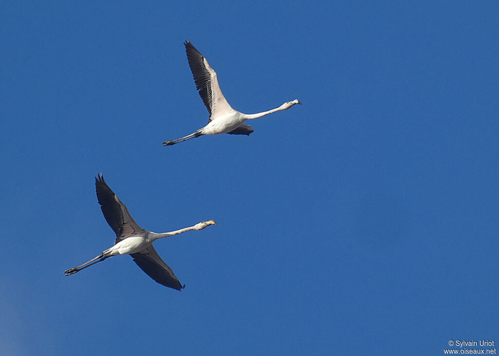 Flamant roseimmature