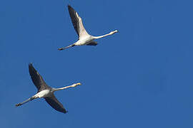 Flamant rose