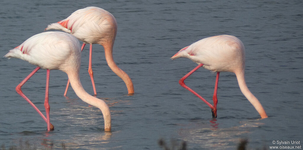 Greater Flamingoadult