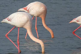 Flamant rose