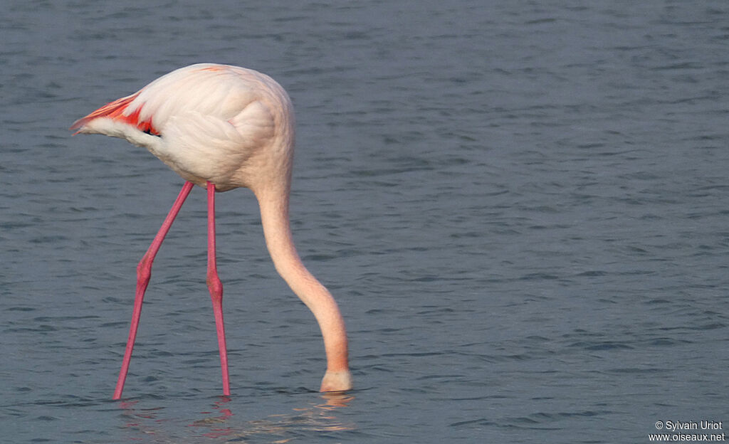 Greater Flamingoadult