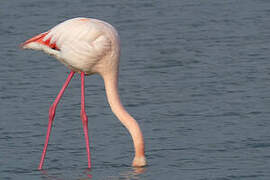 Flamant rose