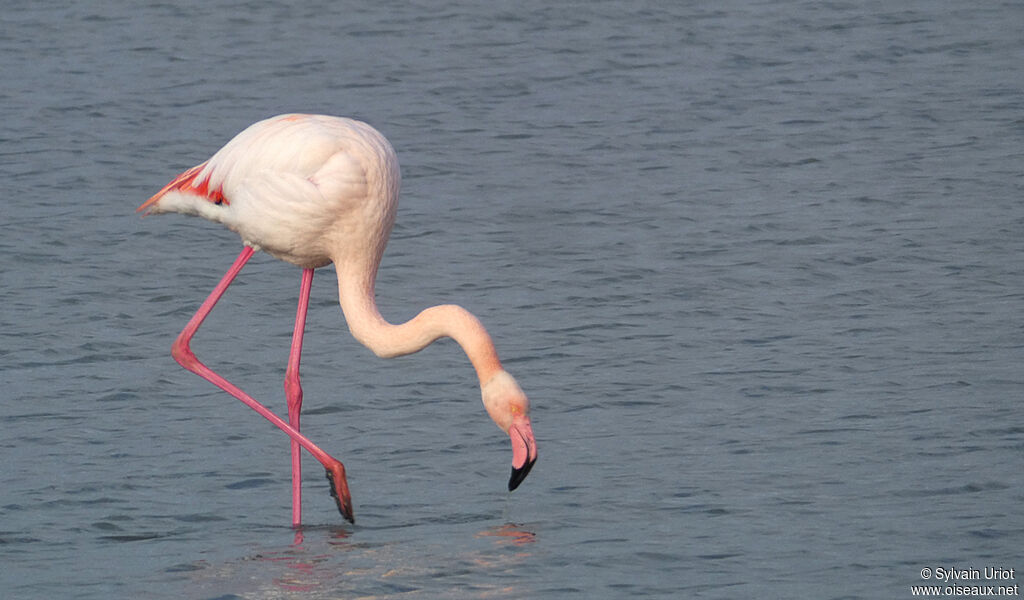 Greater Flamingoadult