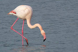 Flamant rose