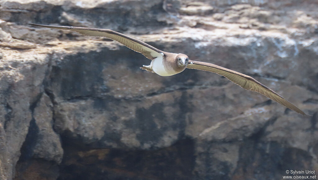 Fou à pieds bleusimmature