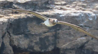 Blue-footed Booby