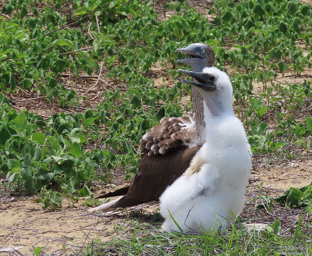 Fou à pieds bleus