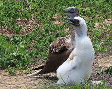 Blue-footed Booby