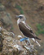 Blue-footed Booby