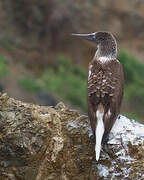 Blue-footed Booby