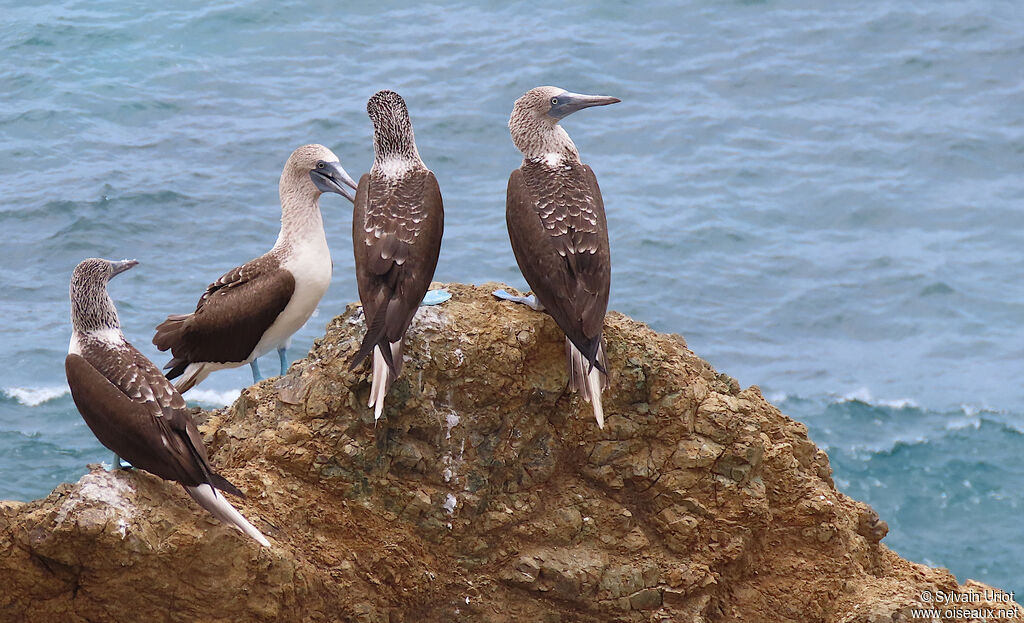 Blue-footed Boobyadult