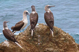 Blue-footed Booby