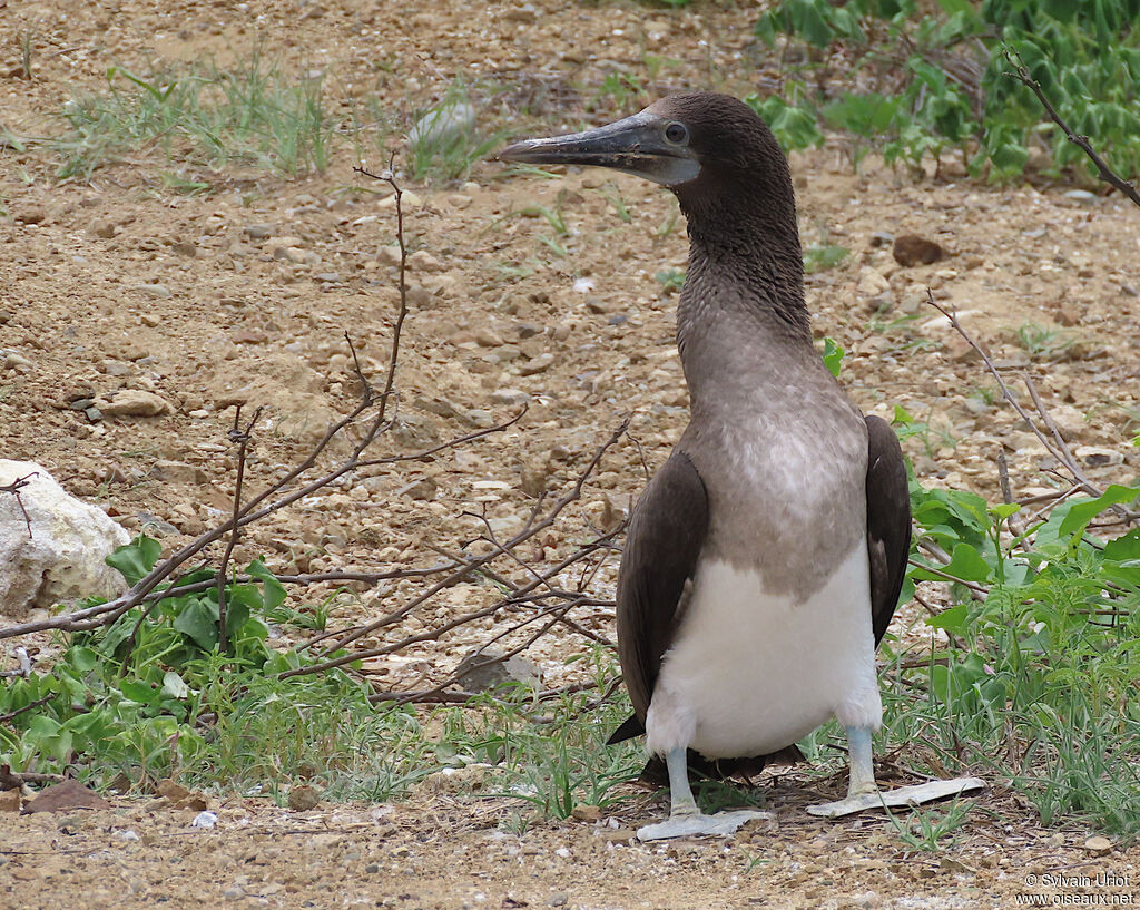 Fou à pieds bleusjuvénile