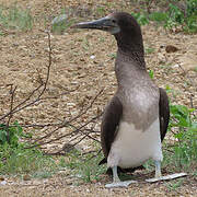 Blue-footed Booby