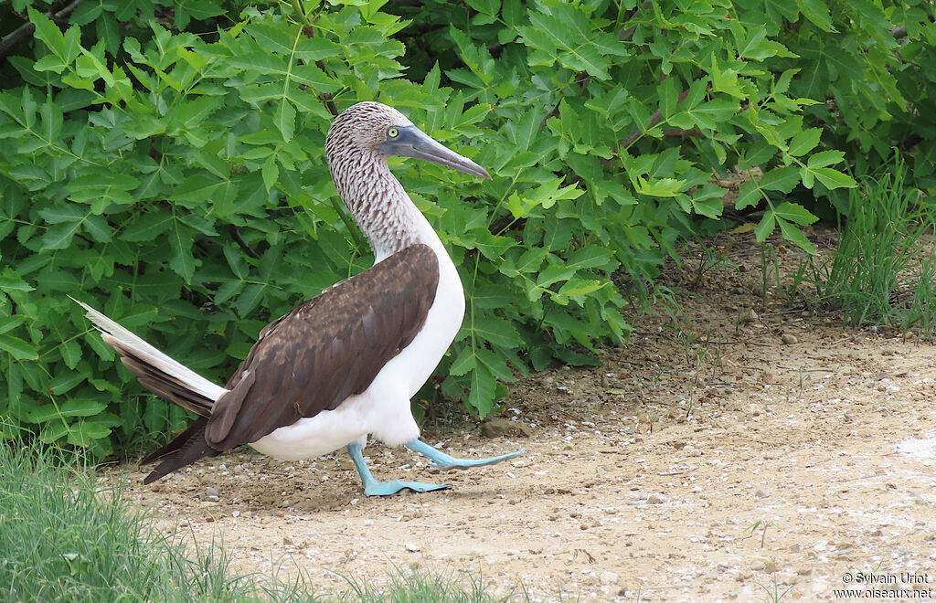 Fou à pieds bleusadulte