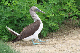 Blue-footed Booby