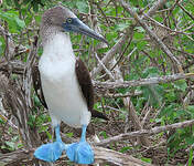 Fou à pieds bleus