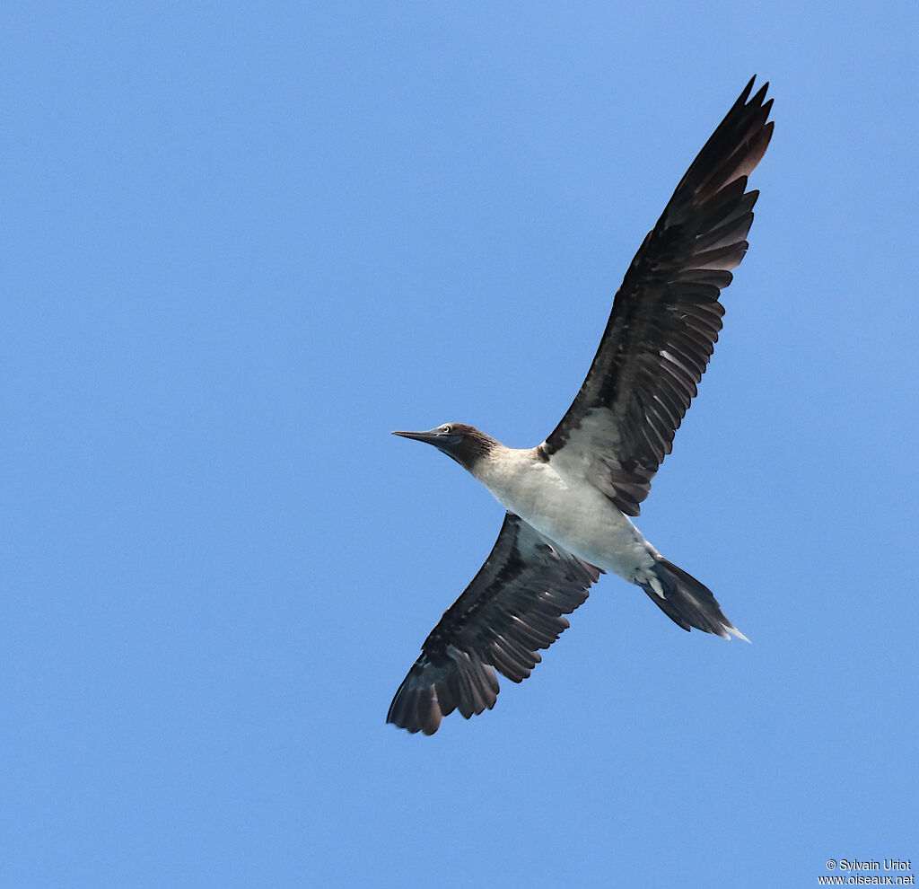 Blue-footed Boobyadult