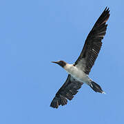 Blue-footed Booby