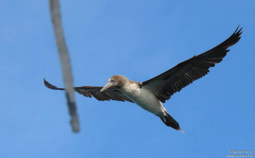 Blue-footed Boobyadult