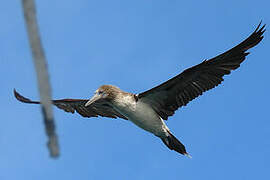 Blue-footed Booby