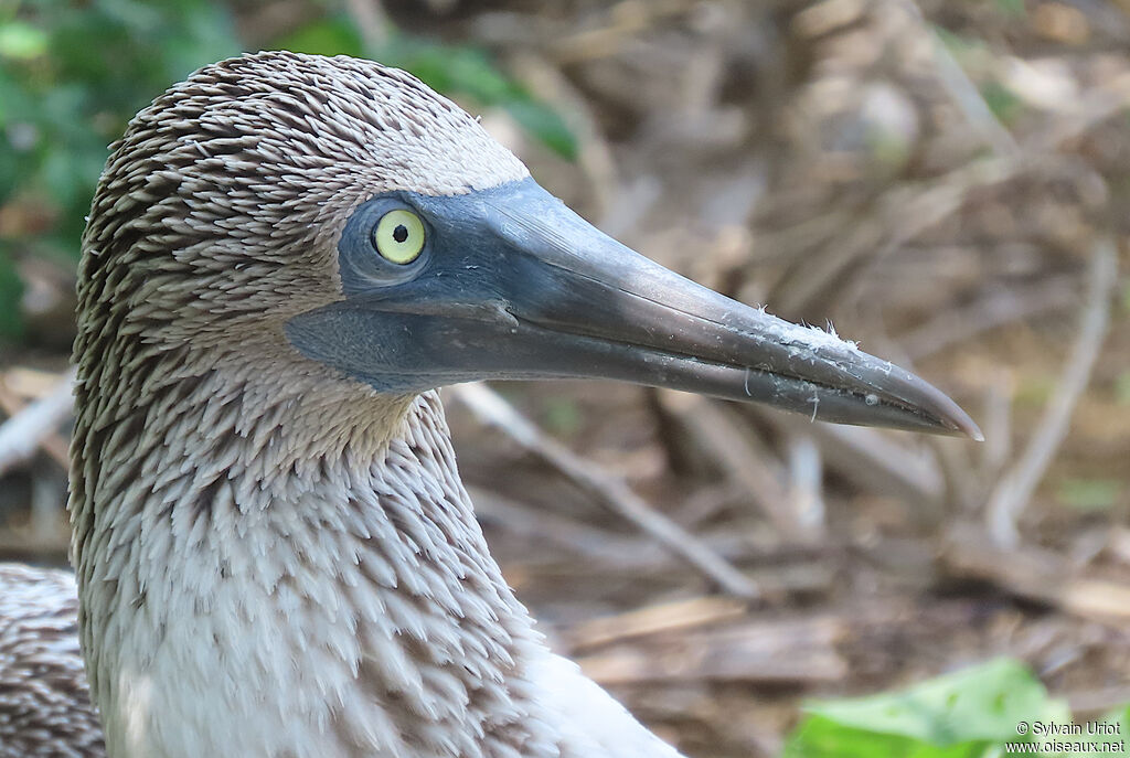 Blue-footed Boobyadult