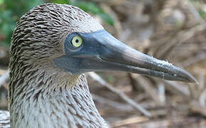 Blue-footed Booby