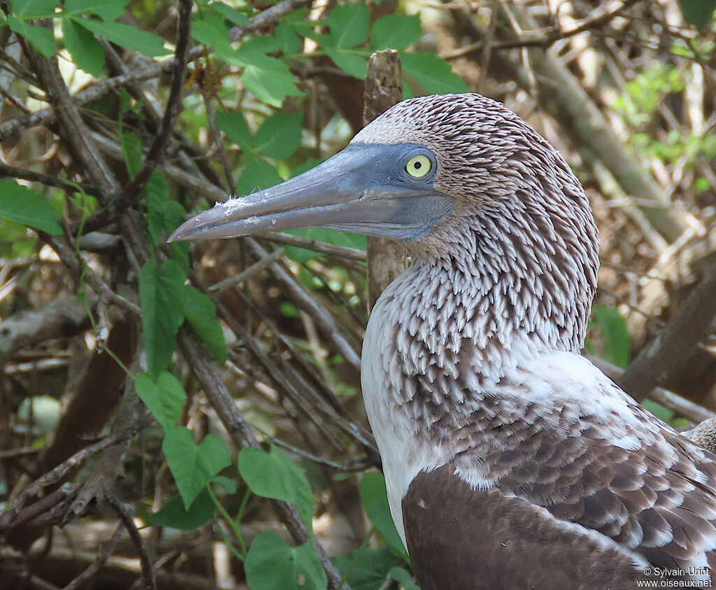 Blue-footed Boobyadult