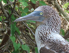 Blue-footed Booby