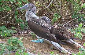 Blue-footed Booby