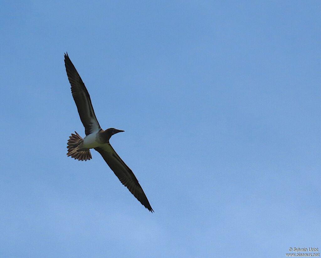 Fou à pieds bleusimmature