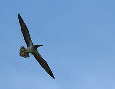 Blue-footed Booby