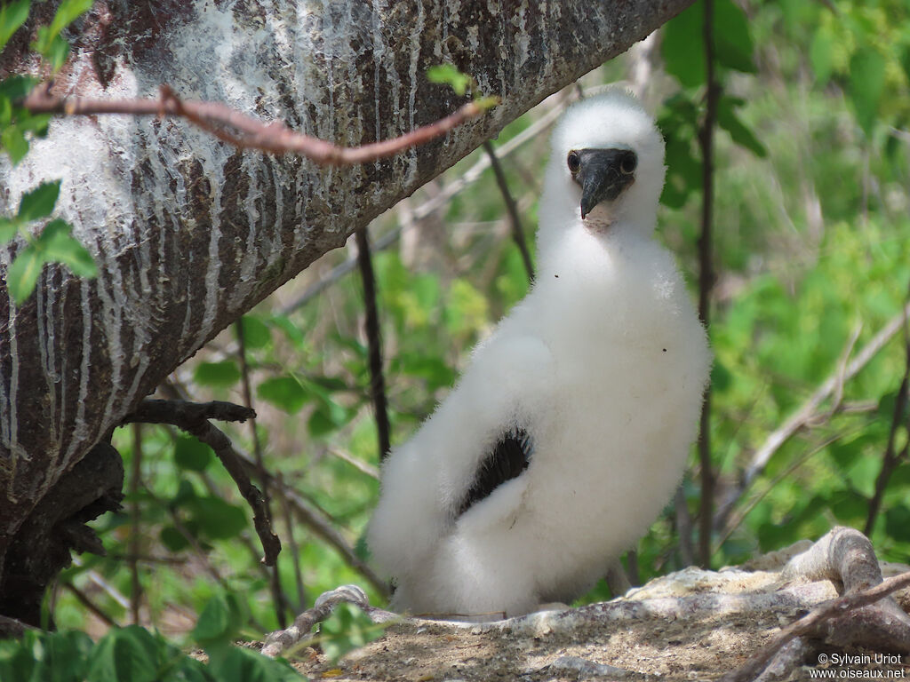 Blue-footed BoobyPoussin