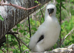 Blue-footed Booby