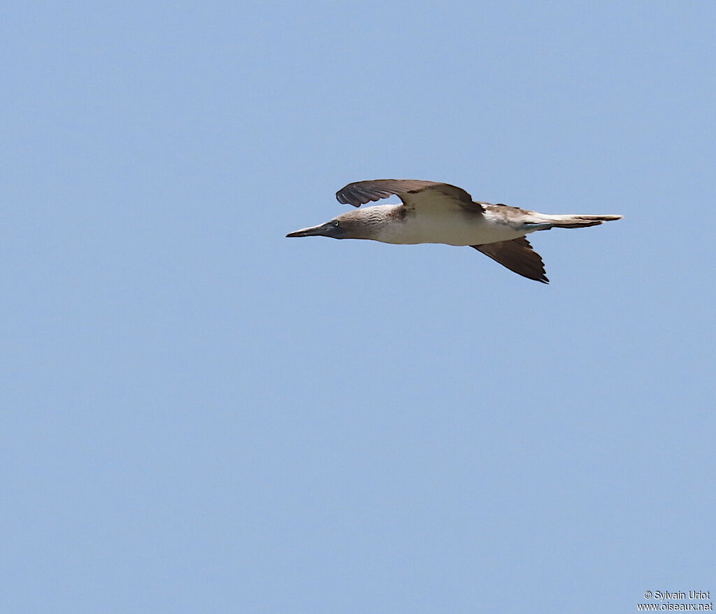 Blue-footed Boobyadult